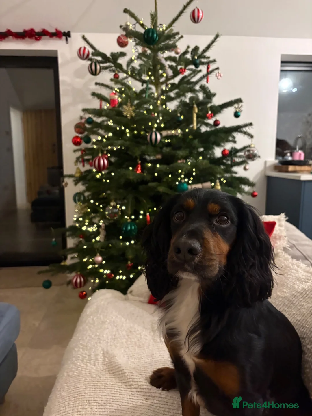 Sprocker dogs for stud: Sprocker stud  - Advert 2