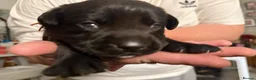 Labrador Retriever dogs for sale: Labrador cross Boxerdore puppies  - Advert 4