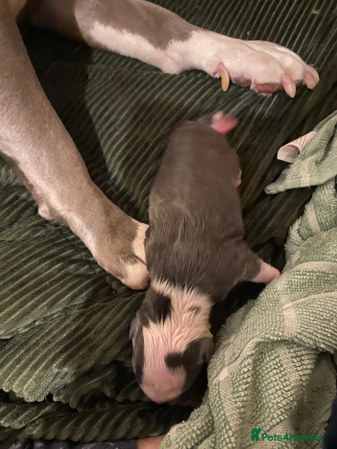 Dorset Olde Tyme Bulldogge dogs for sale: Old tyme bulldog puppy in Darlington - Advert 30