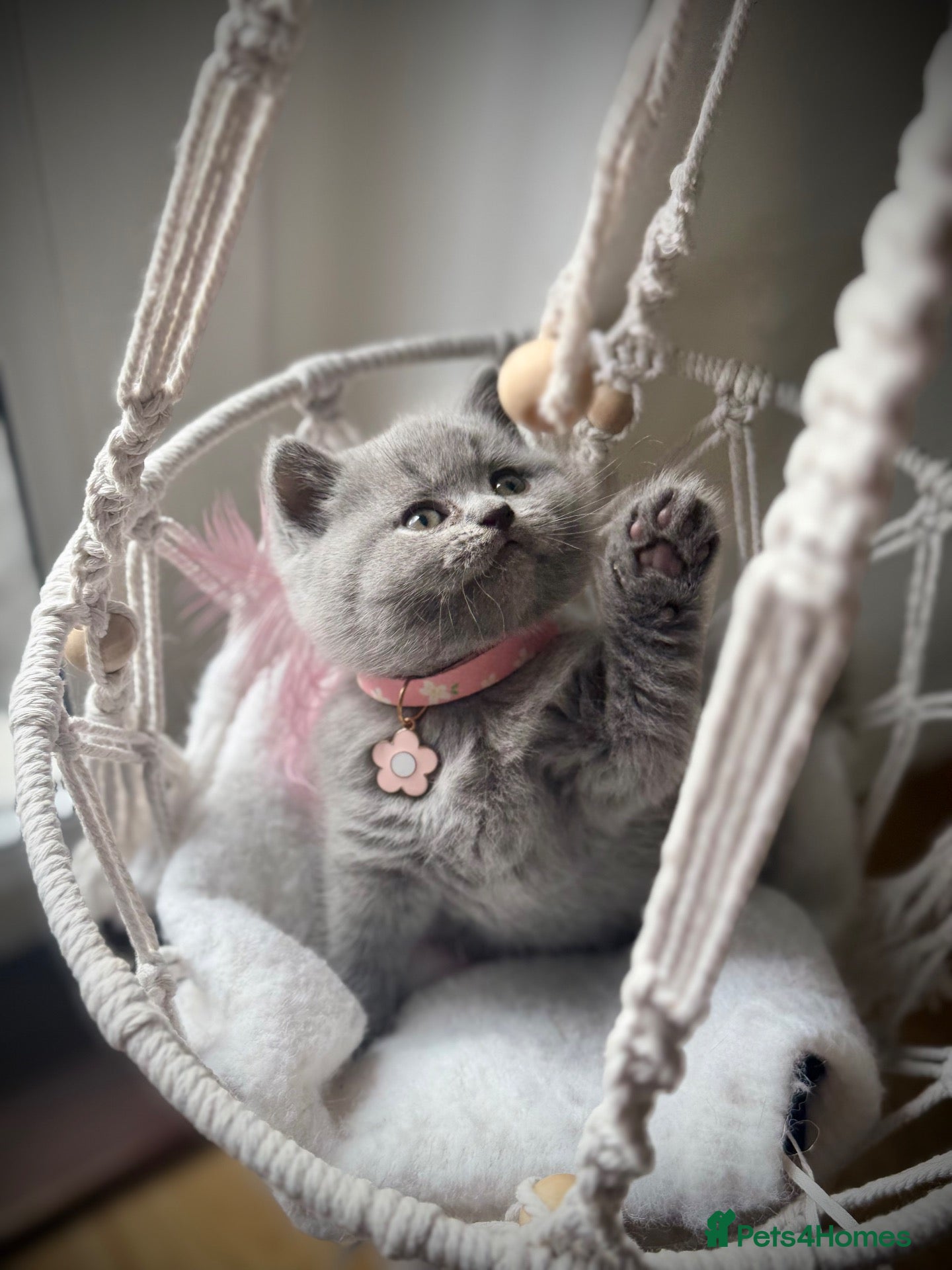 Scottish Fold cats for sale: Schotish straight  - Advert 1
