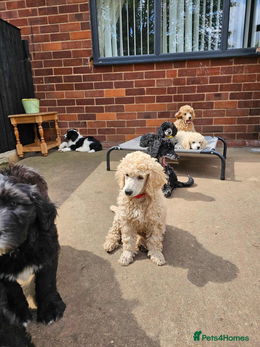 Miniature Poodle dogs for sale: Minatare Poodle Ready Now - Image 7