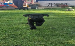 Labrador Retriever dogs for sale: **PEDIGREE, KC REGISTERED AND HIP SCORED** - Image 4