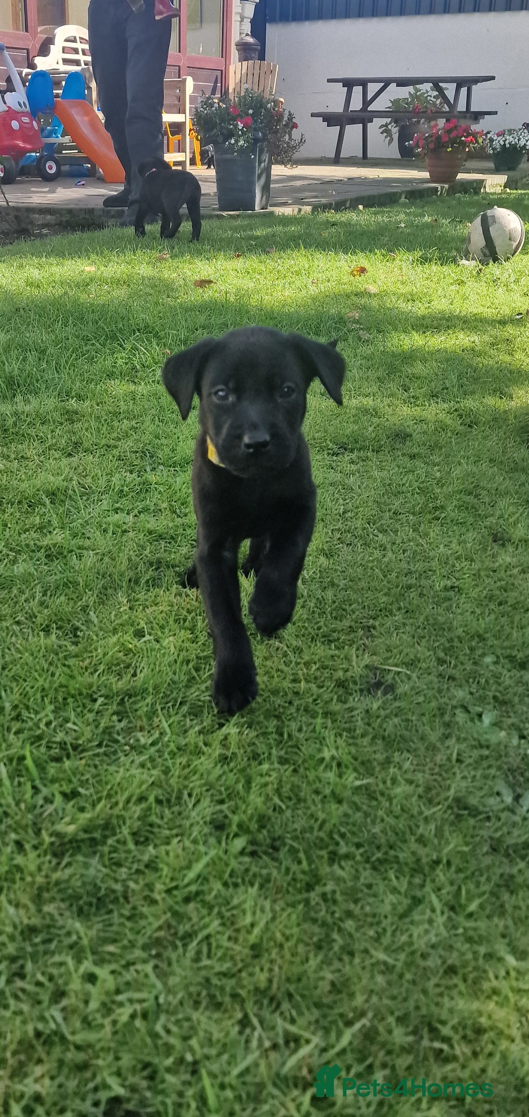Labrador Retriever dogs for sale: **PEDIGREE, KC REGISTERED AND HIP SCORED** - Image 4