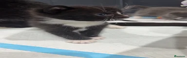 Black & White Domestic Shorthair Boy 3