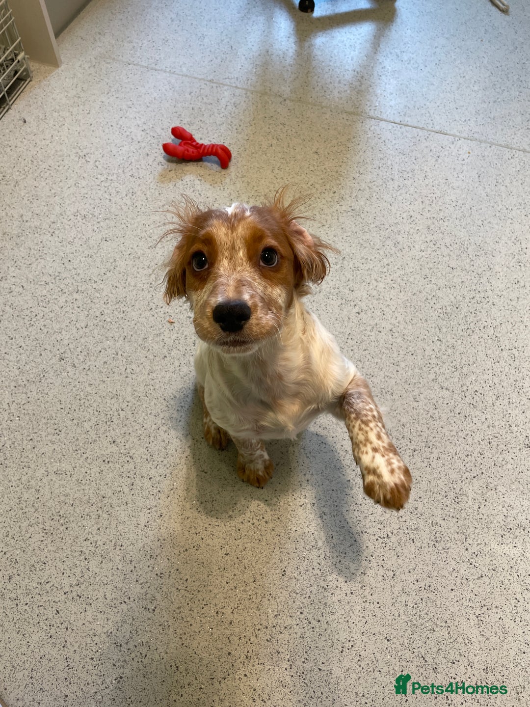 Cocker Spaniel dogs for sale: Beautiful Cocker Spaniel Female Puppy - Image 7