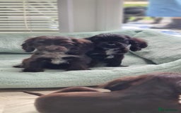 Cocker Spaniel dogs for sale: Show cocker spaniels  - Image 32