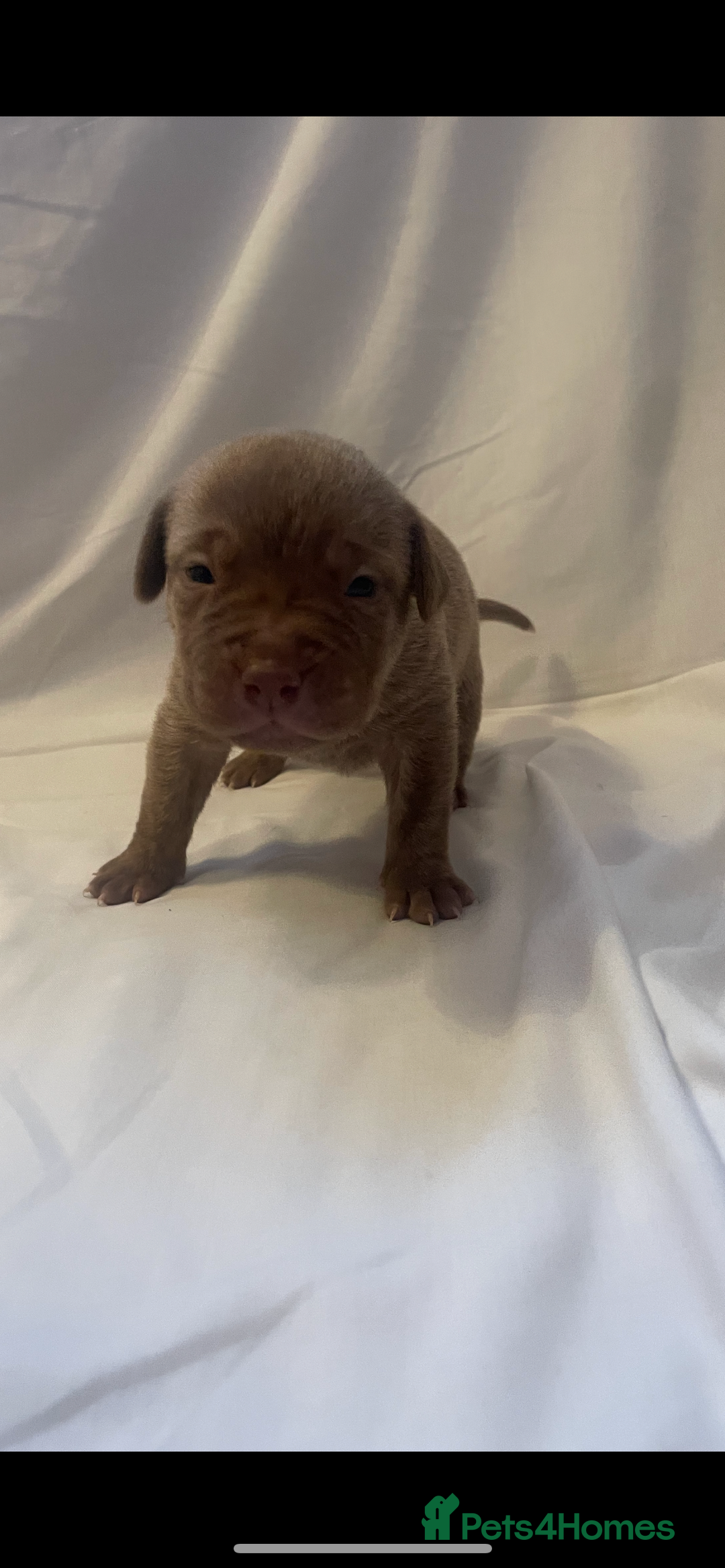 Mixed Breed dogs for sale: Cane Corso X mastiff - Image 10