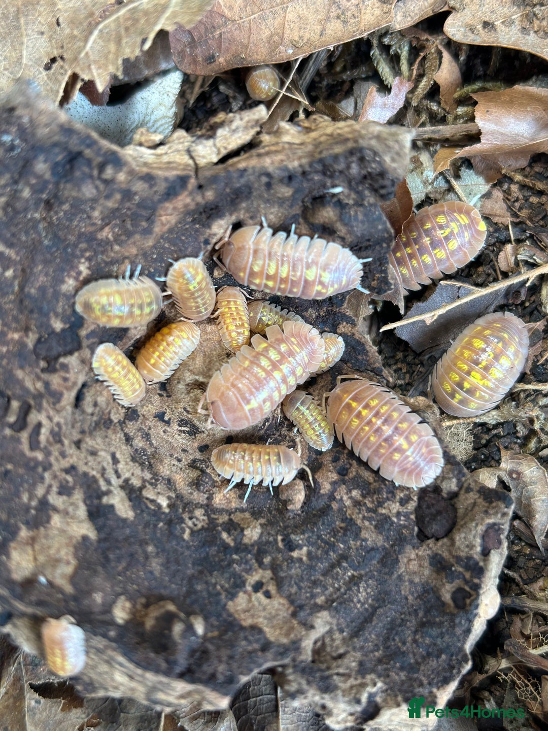 Mixed Breed invertebrates for sale: Isopods, Millipedes & Springtails - Image 10
