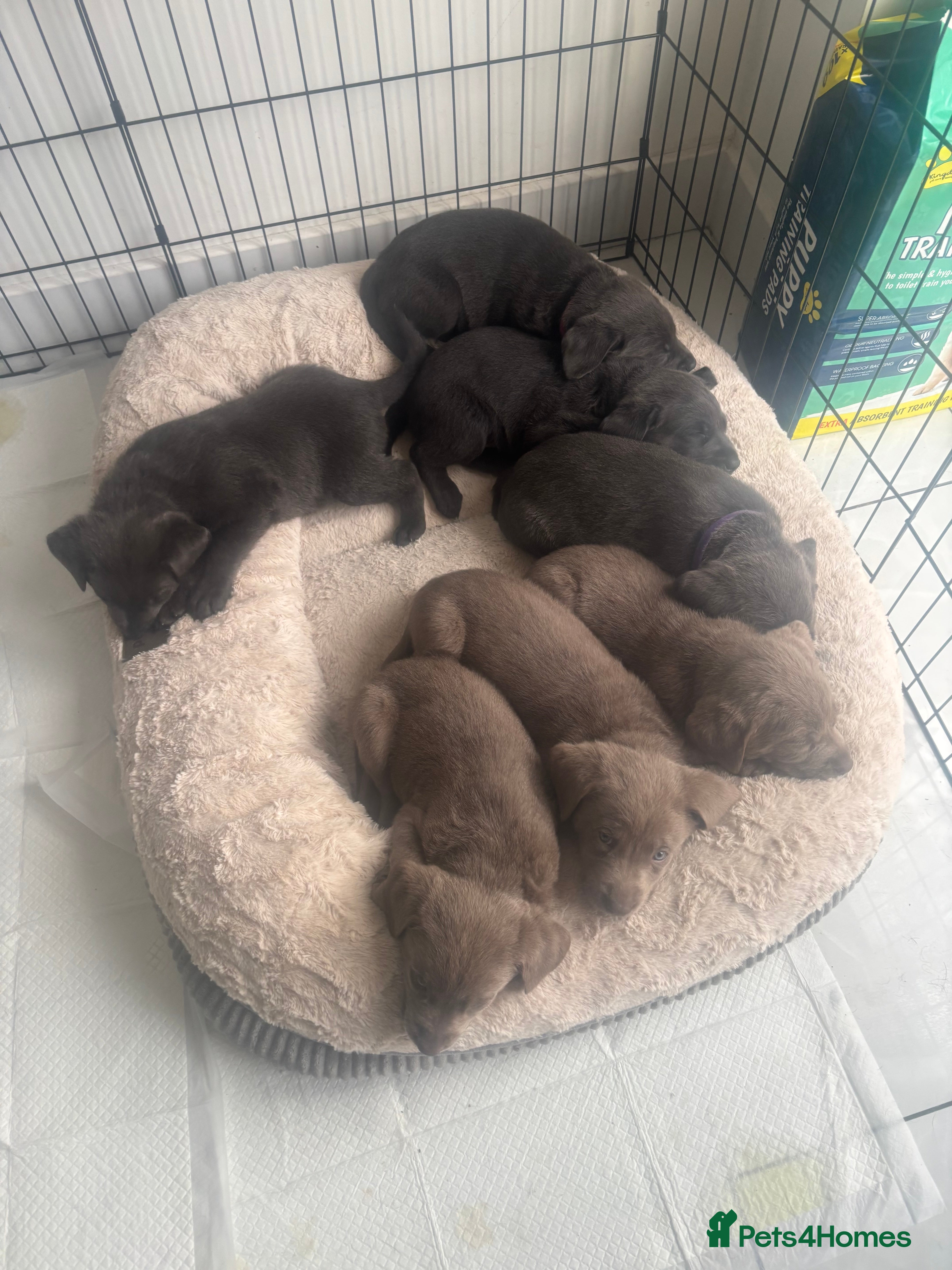 Labrador Retriever dogs for sale: Charcoal & Silver pups for sale - Advert 1
