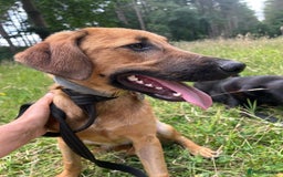 Mixed Breed dogs for adoption: Lykka - Norwich Norfolk  - Image 7
