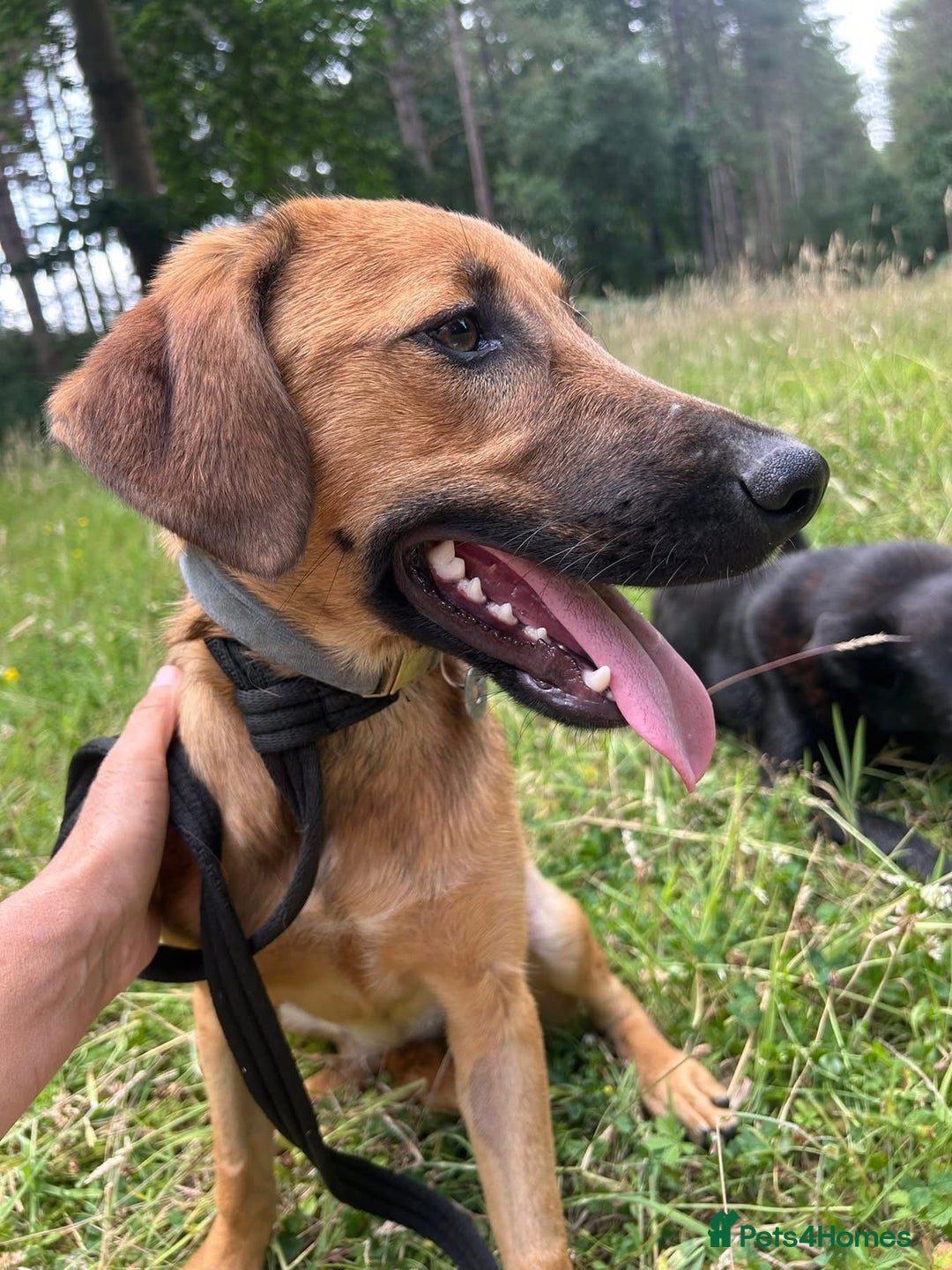 Mixed Breed dogs for adoption: Lykka - Norwich Norfolk  - Image 7