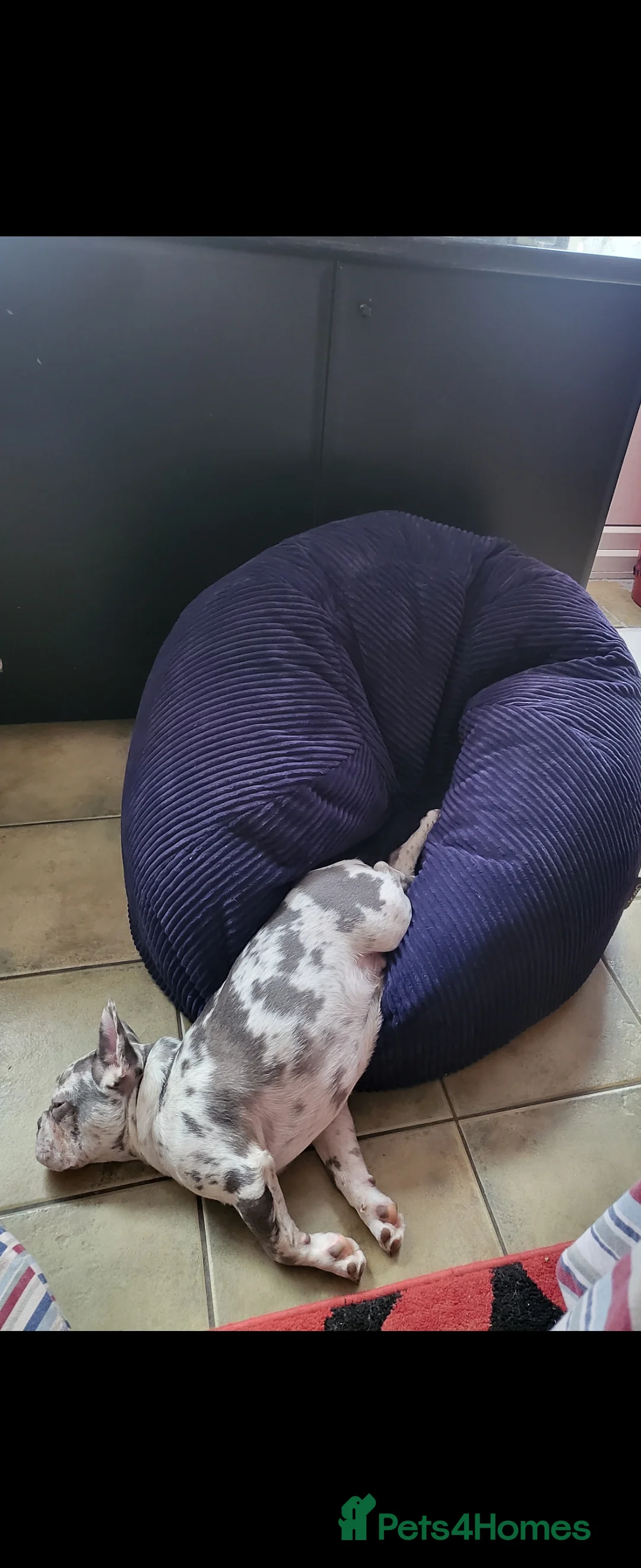 French Bulldog dogs for sale: French Bulldog for sale - Advert 11