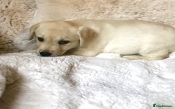 Labrador Retriever dogs for sale: Golden Labrador pups Ready Now - Image 12