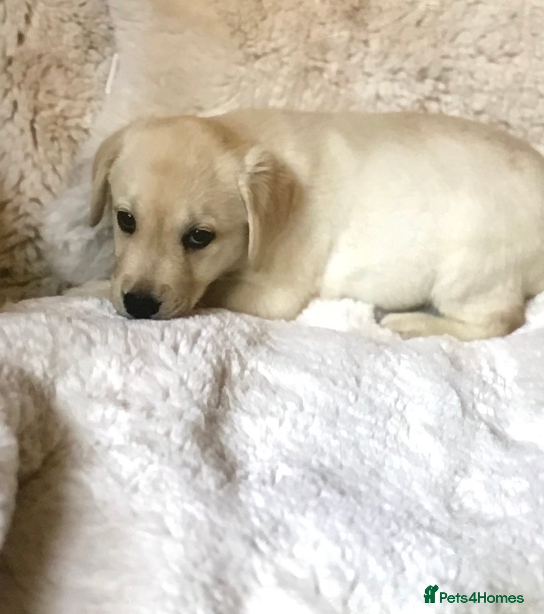 Labrador Retriever dogs for sale: Golden Labrador pups Ready Now - Image 12