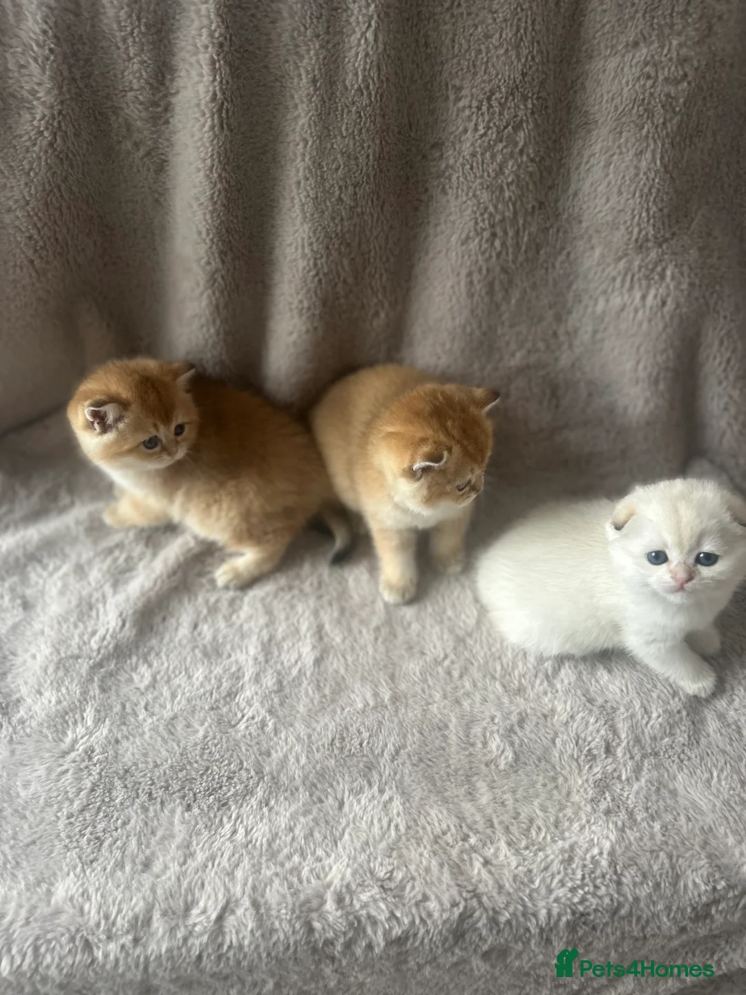 Scottish Fold cats for sale: Beautiful Gold Chinchilla babies  - Advert 13