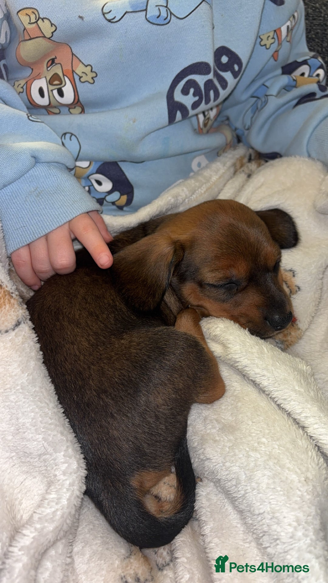 Miniature Dachshund dogs for sale: Miniature shaded red boy available now  - Advert 8