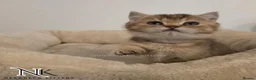 British Shorthair cats for sale: GCCF British Shorthair Babies Ready Soon 🐱 - Advert 31