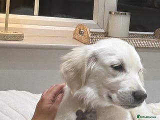 Golden Retriever dogs White Golden retriever puppy - Advert 2