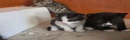 Mixed Breed cats for sale: Kittens - Advert 7