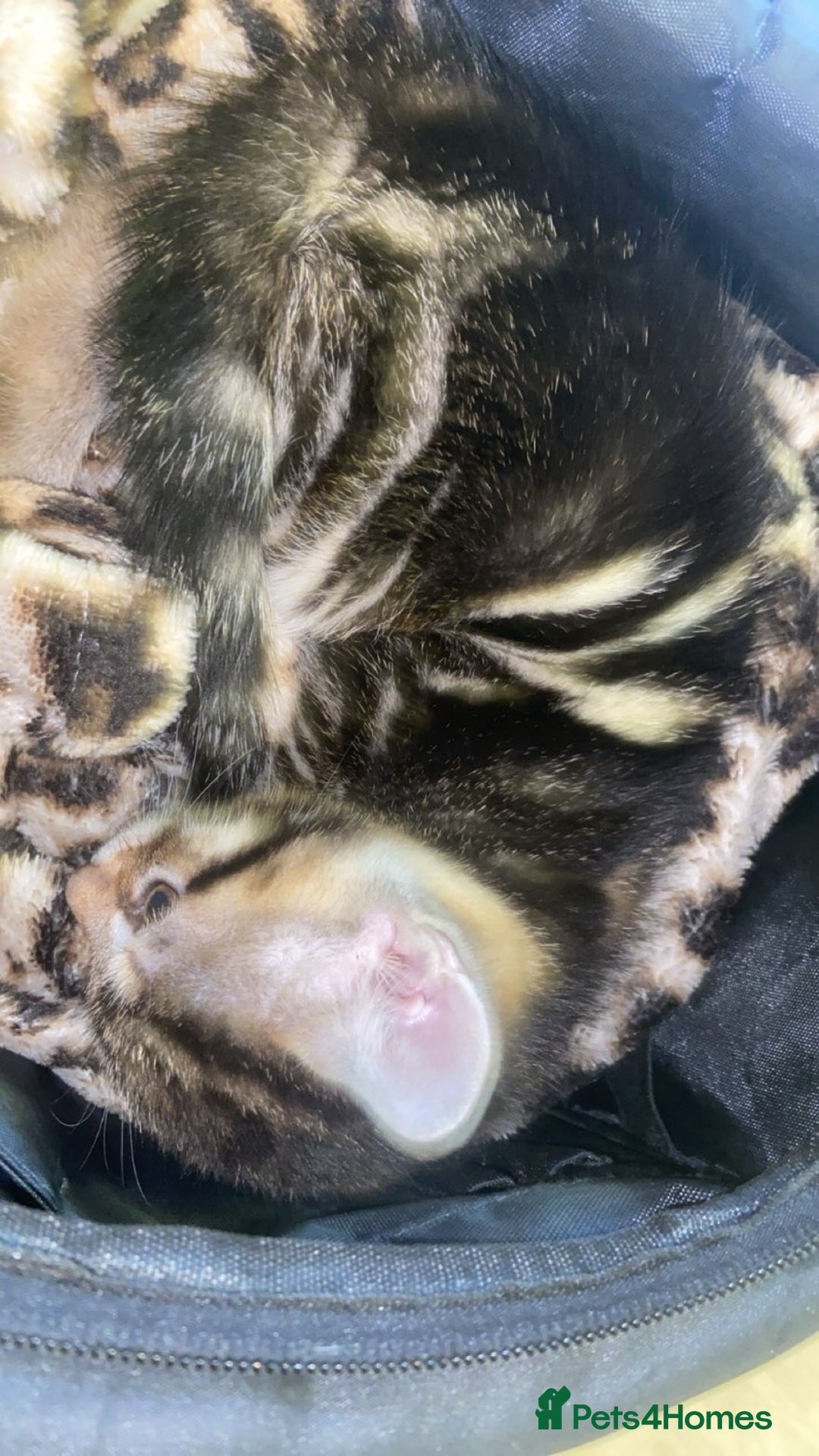 Mixed Breed cats for sale: Beautiful tabby and black and white kittens ready  - Advert 14