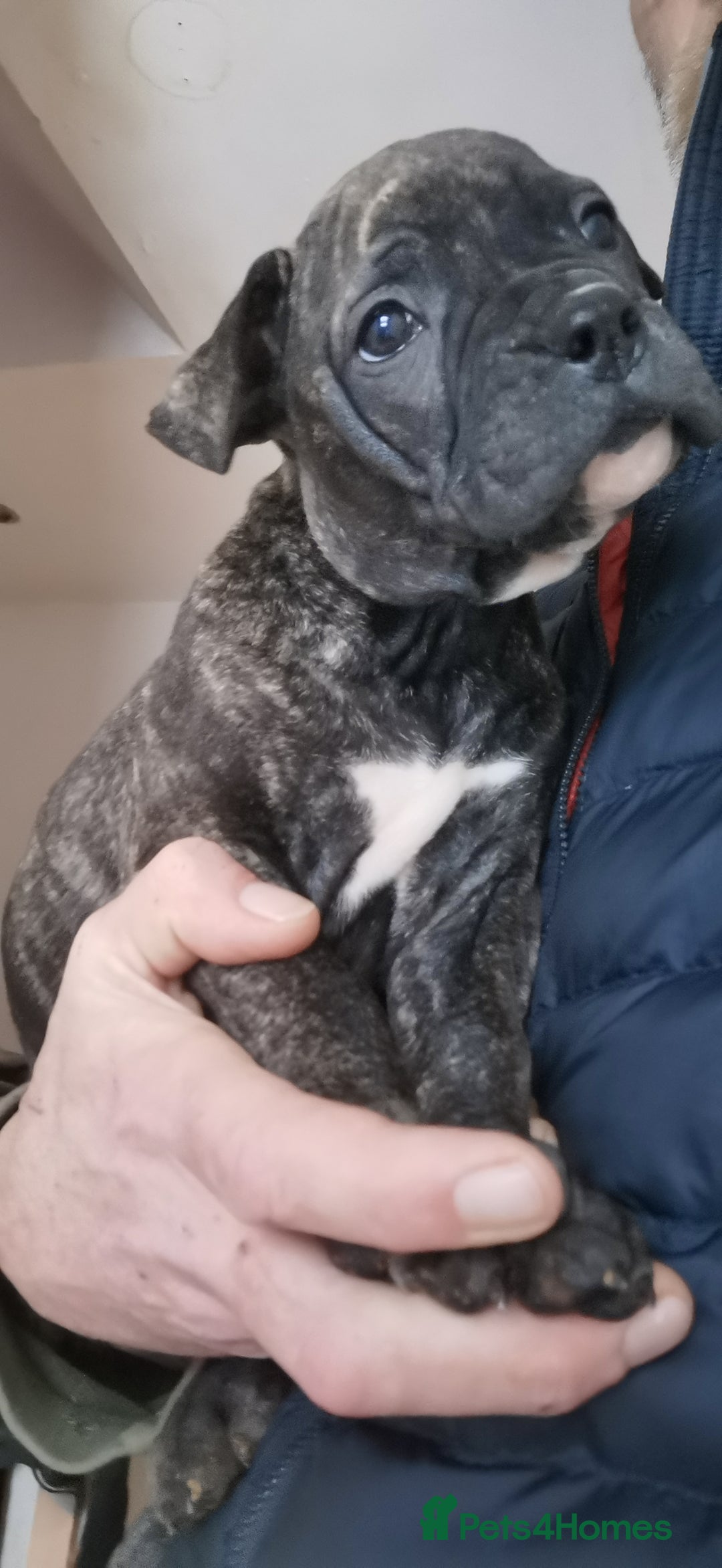 Mixed Breed dogs for sale: 7 Adorable Bull Terrier Cross Puppies - Advert 5