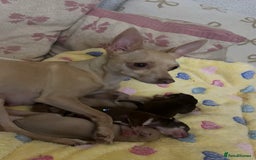 Chihuahua dogs for sale: Stunning chihuahua puppies ready  ** 🎁 **  - Image 3