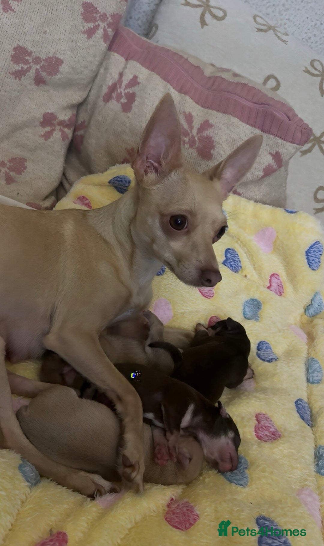 Chihuahua dogs for sale: Stunning chihuahua puppies ready  ** 🎁 **  - Image 3