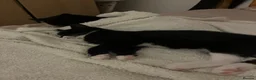 Mixed Breed cats for sale: 2 kittens for sale  - Advert 2