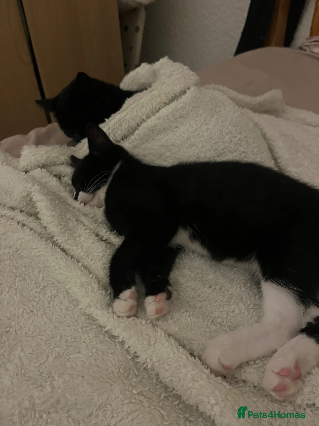 Mixed Breed cats for sale: 2 kittens for sale  - Advert 2