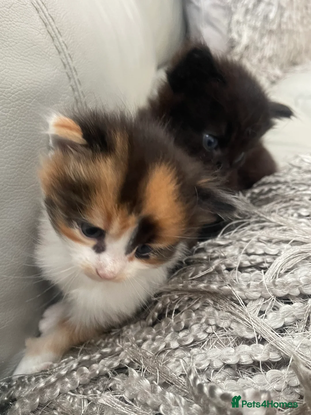 Maine Coon cats for sale: Maine coon kittens - Advert 2