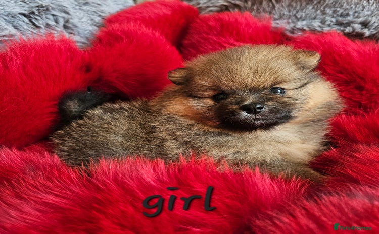 Pomeranian dogs - Advert 1
