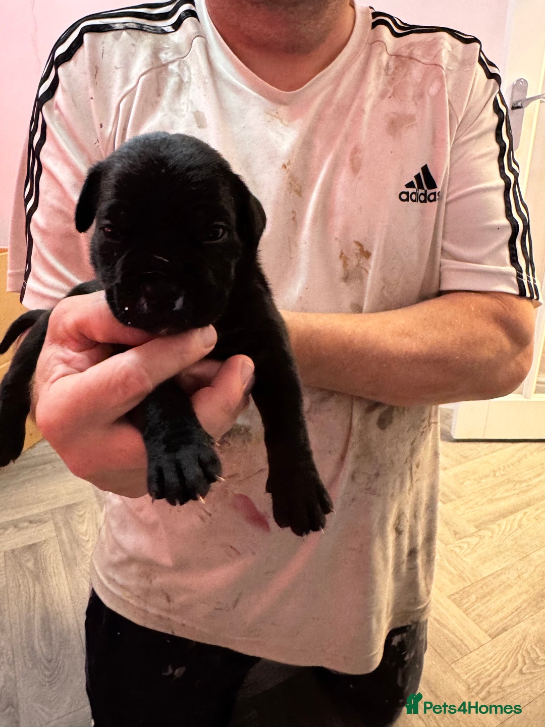 Cane Corso dogs for sale: Beautiful Cane Corso puppies  - Advert 15