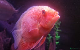Cichlids fish for sale: South American Cichlids for sale - Image 3