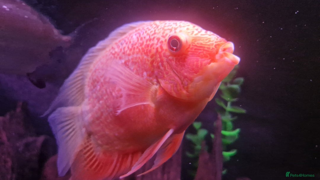 Cichlids fish for sale: South American Cichlids for sale - Image 3