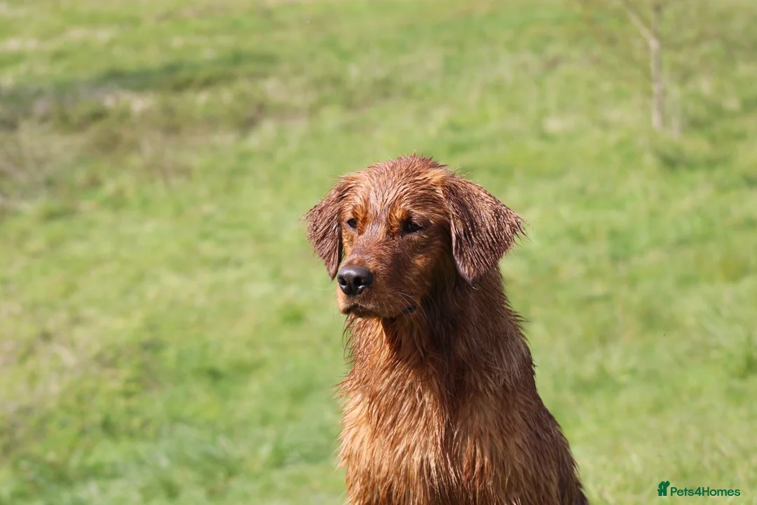 Golden Retriever dogs for stud: Compact, health tested stud dog. - Advert 2