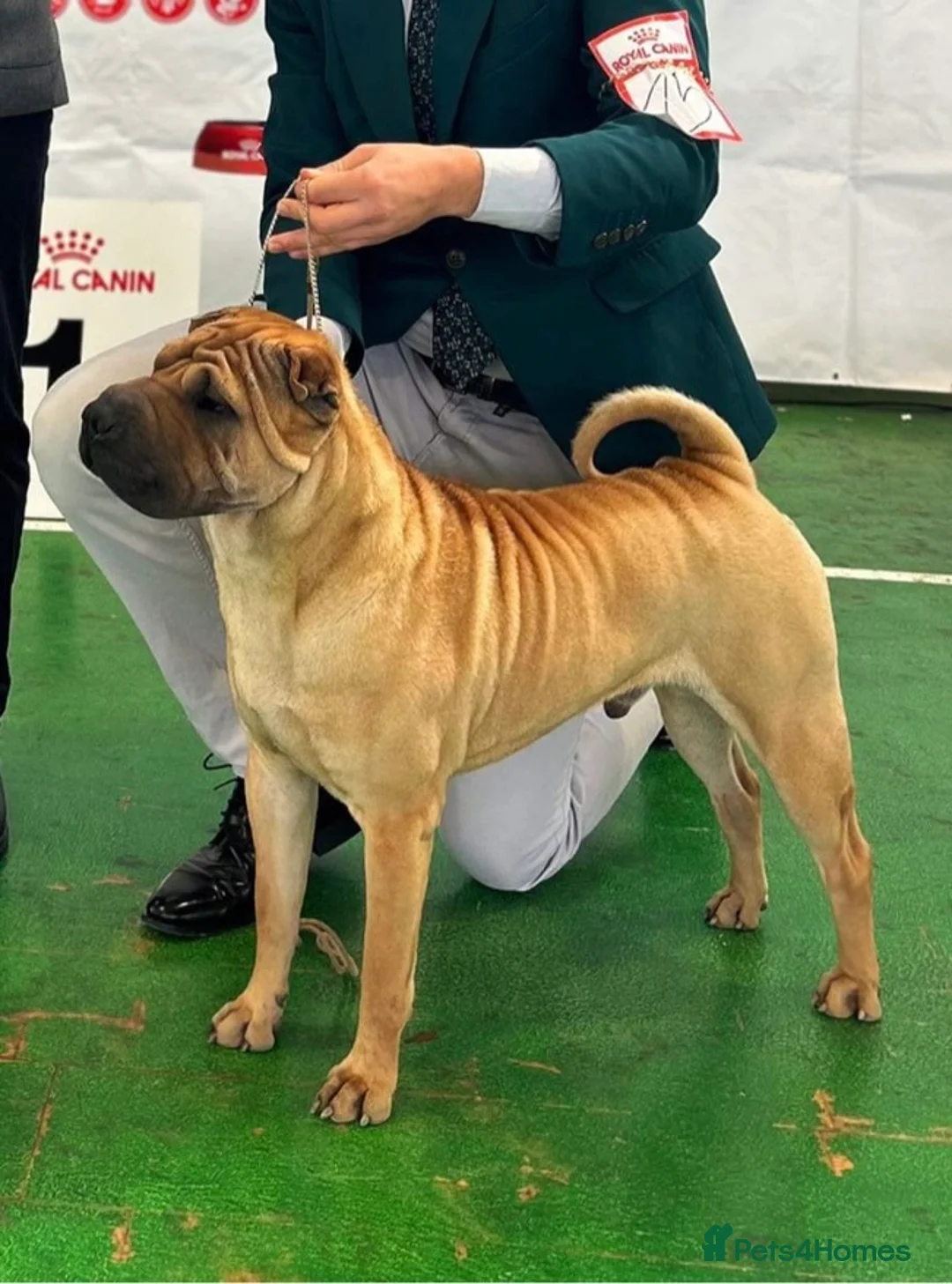 Shar Pei dogs for stud: Champion Shar Pei Stud in Doncaster - Advert 8