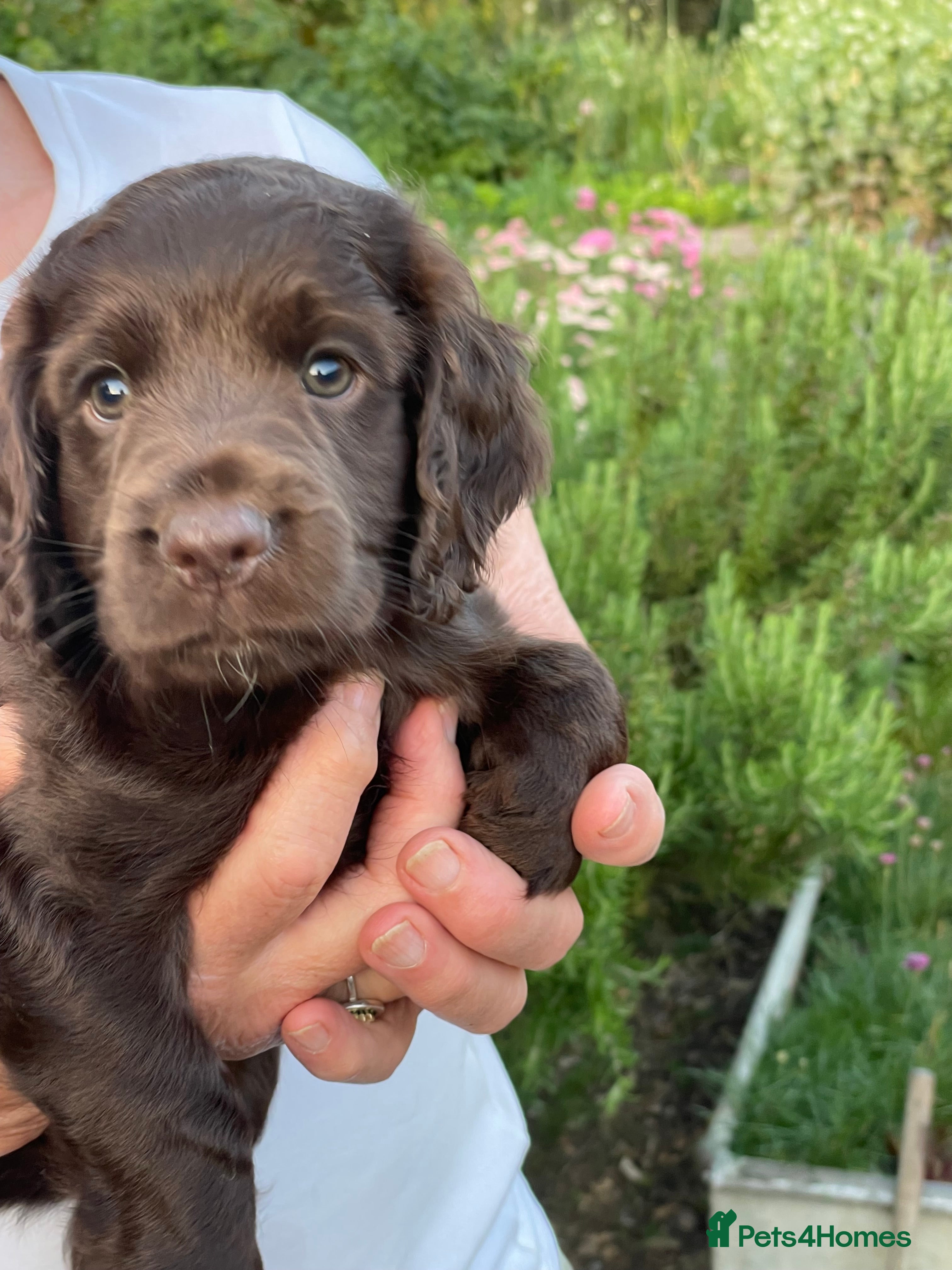 Cocker Spaniel dogs Super Chocolate Cocker Spaniel dog puppies  - Advert 2