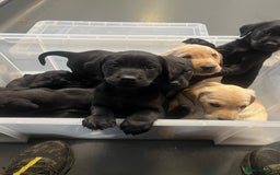 Labrador Retriever dogs for sale: Black working Labrador puppies  - Image 1