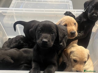 Labrador Retriever dogs - Advert 9