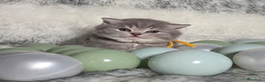 British Shorthair Kitten 3