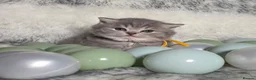 British Shorthair cats for sale: Golden Registered British shorthair kittens  - Advert 24