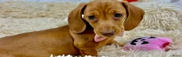 Dachshund dogs for sale: HIGH QUALITY MINIATURE DACHSHUND PUPPIES - Advert 3