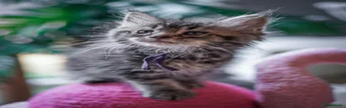 Maine Coon Kitten 3