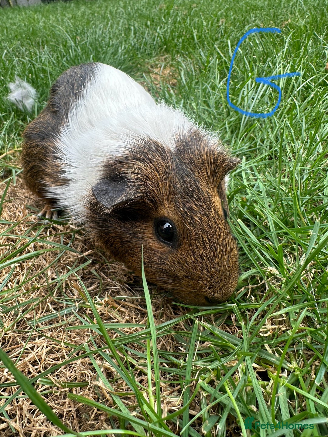 Guinea Pig rodents for sale: Male and Female Guinea Pigs For Sale  - Image 6