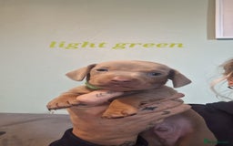 Dachshund dogs for sale: Lilac minuture dashound puppies - Image 4