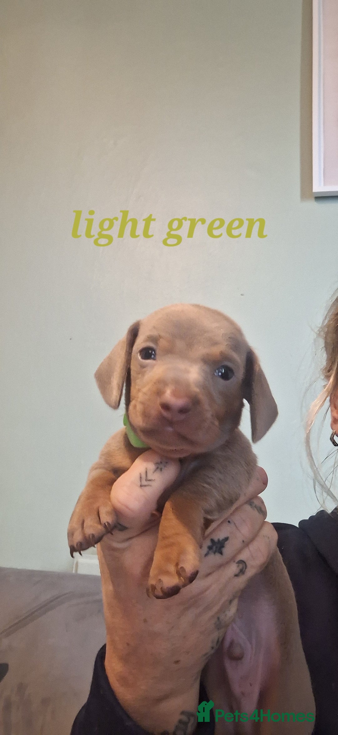 Dachshund dogs for sale: Lilac minuture dashound puppies - Image 4