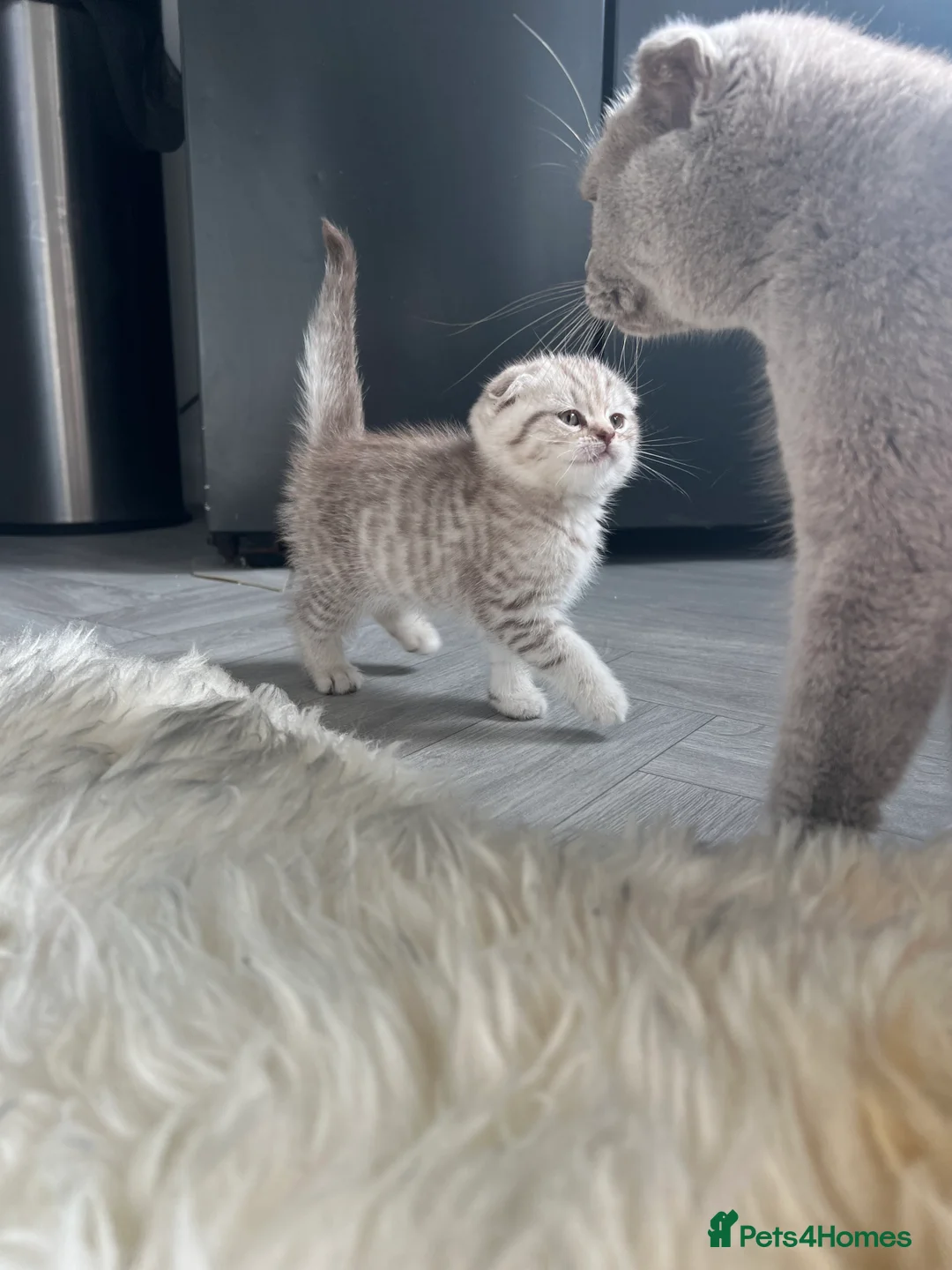 British Shorthair cats for sale: Chocolate spotted very rare kittens 🐱  - Advert 3