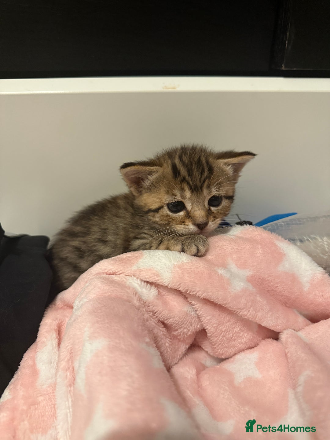 Mixed Breed cats for sale: 4 Kittens for sale  - Advert 5