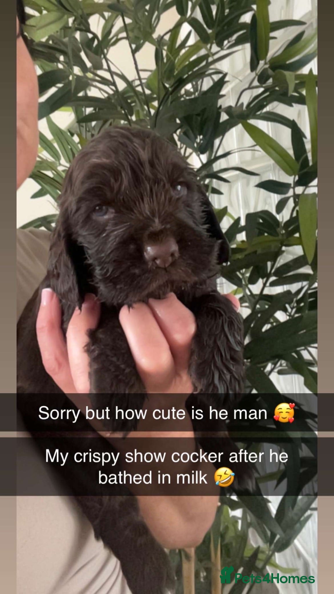 Cocker Spaniel dogs Beautiful KC reg Show cockers  - Advert 2
