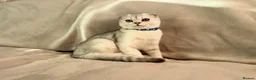 Scottish Fold cats for sale: Scottish Fold Kittens  - Advert 4